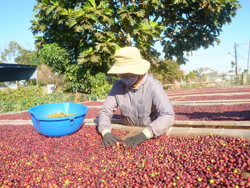 Cà phê Liberica đặc sản 1