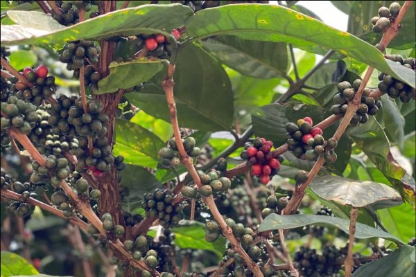 Cà phê Liberica đặc sản 4