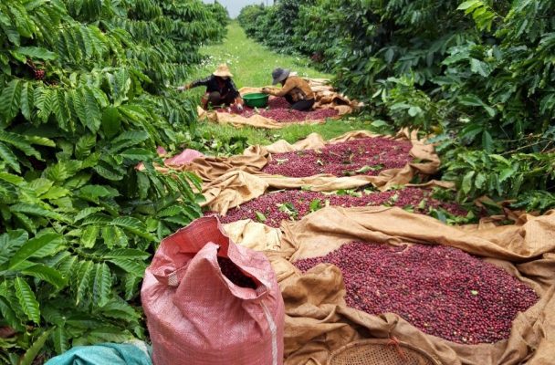 Cà phê Liberica đặc sản 5