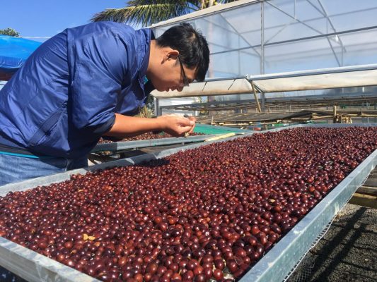 Cà phê nhân xanh 1