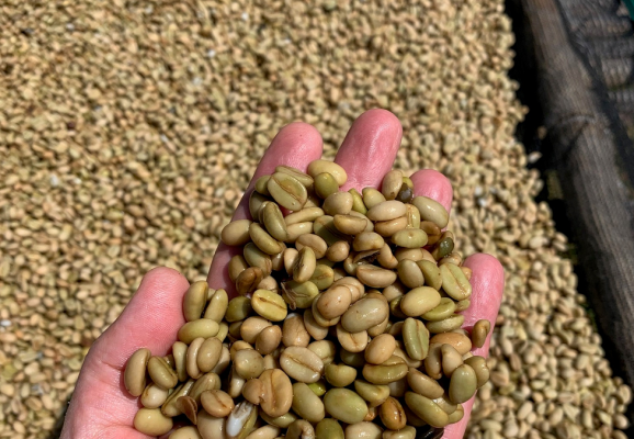 Cà phê nhân xanh 1