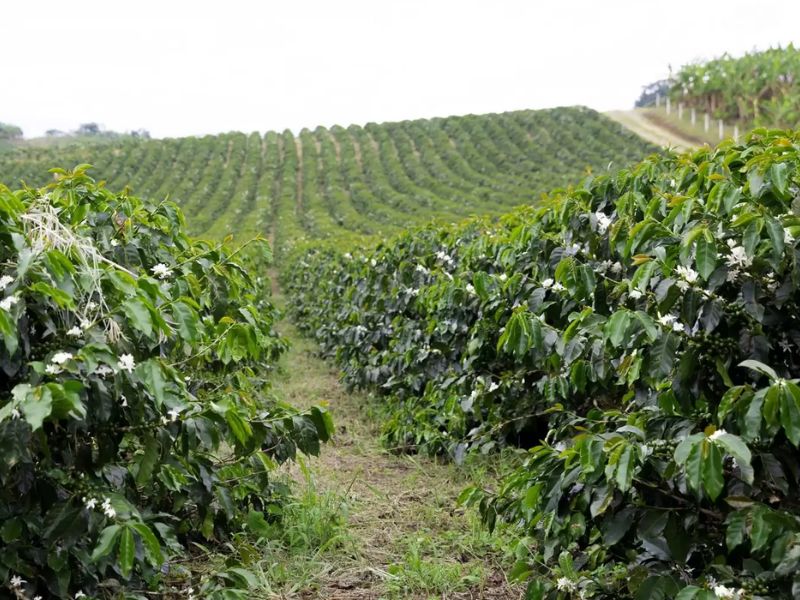 Thời tiết thích hợp trồng cà phê Arabica đặc sảnNguồn ảnh: taynguyensoul 