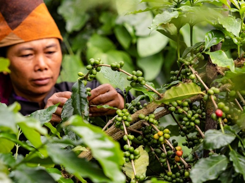 Người dân đang thu hái cà phêNguồn ảnh: dantri 