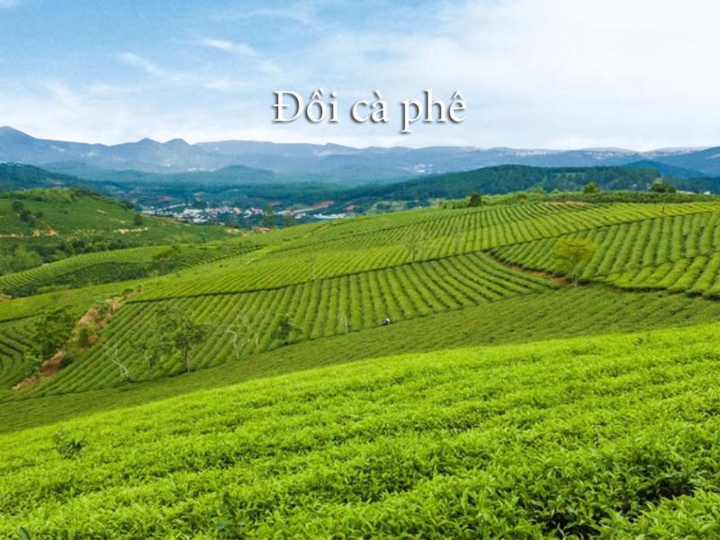 Đồi cà phê xanh mướt ở Cầu ĐấtNguồn ảnh: motherlandcafe