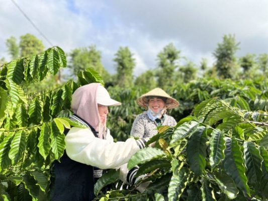 Hình ảnh người nông dân đi chăm sóc cà phê tại Buôn Mê Thuột Nguồn ảnh: vietnamhoinhap
