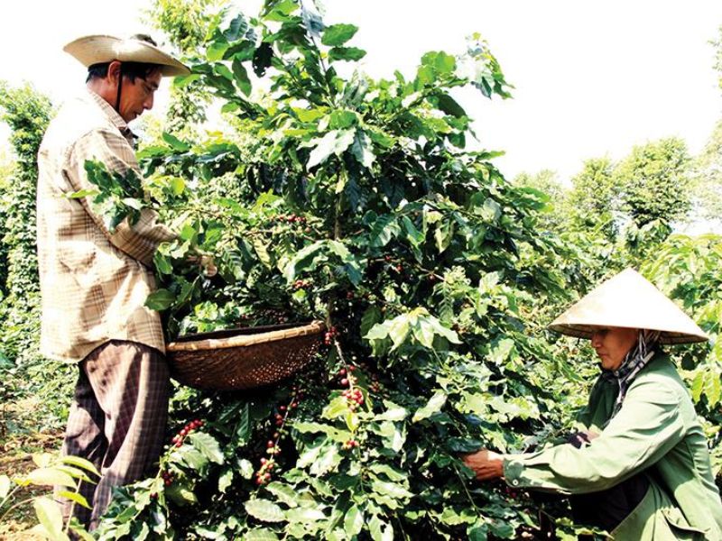 Hình ảnh người nông dân đi thu hái cà phê ở Khe SanhNguồn ảnh: puncoffee